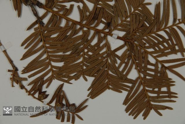 紅豆杉藏品圖，第3張