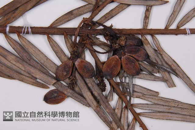 三尖杉藏品圖，第3張