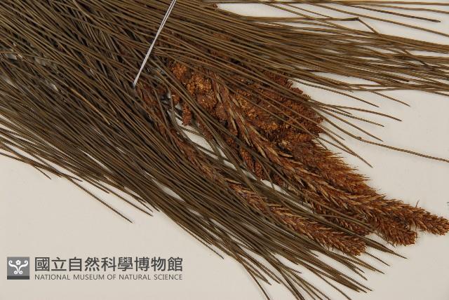 馬尾松藏品圖，第3張