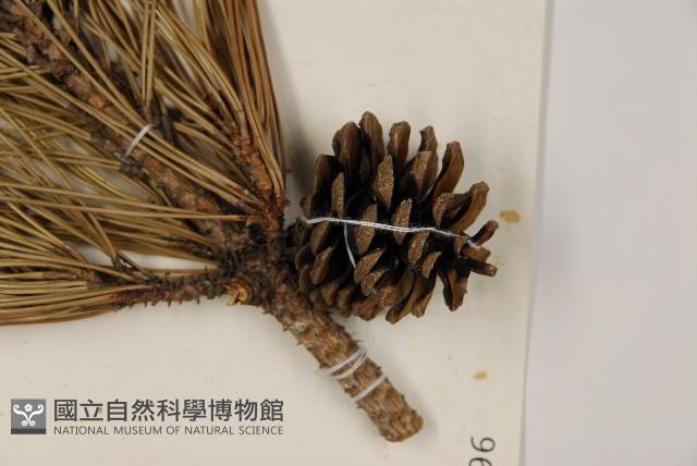 登錄號:G000896藏品圖，第3張