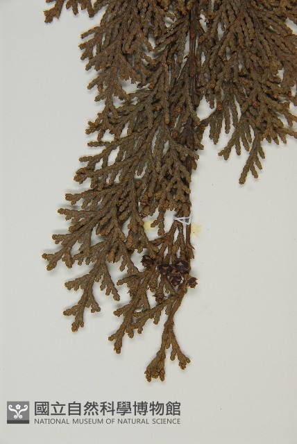 紅檜藏品圖，第3張