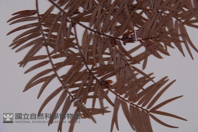 臺灣紅豆杉、紫杉、南方紅豆杉藏品圖，第3張