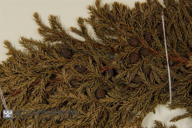 香青藏品圖，第3張