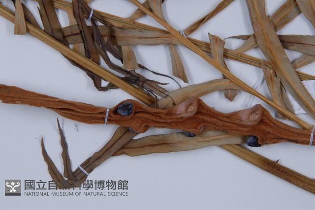 光果蘇鐵藏品圖，第3張