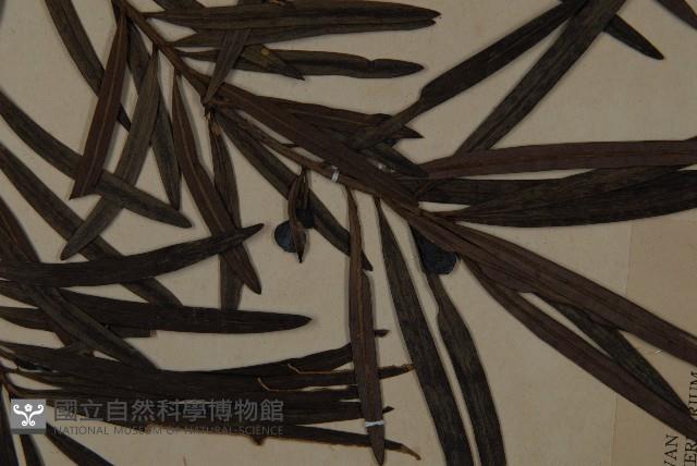 大葉羅漢松藏品圖，第3張