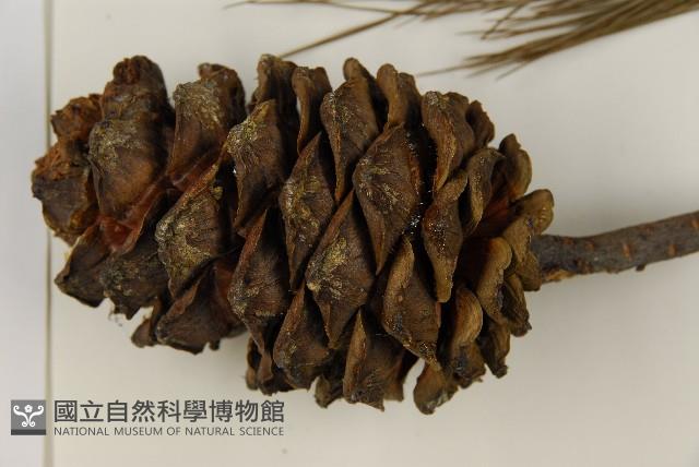 臺灣華山松藏品圖，第3張