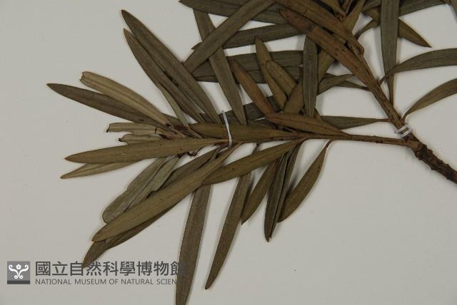 小葉羅漢松藏品圖，第3張