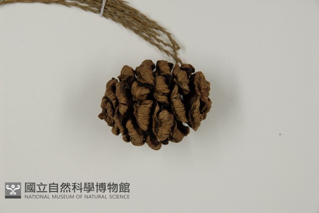 世界爺藏品圖，第3張