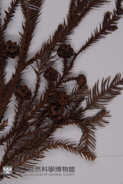 柳杉藏品圖，第3張