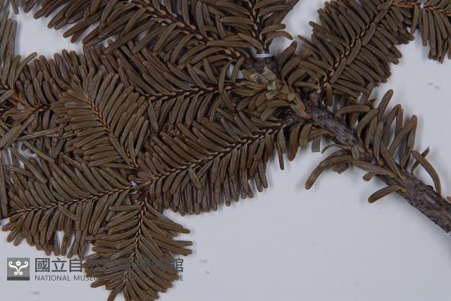 登錄號:G001066藏品圖，第3張