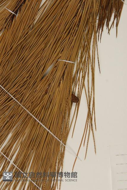 馬尾松藏品圖，第3張