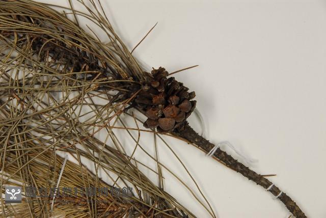 琉球松藏品圖，第3張