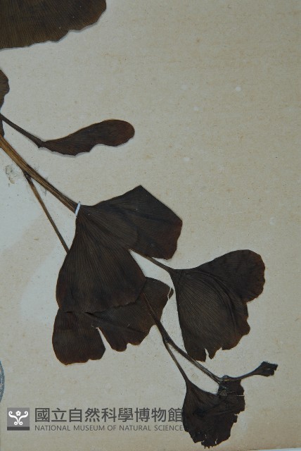 銀杏藏品圖，第3張