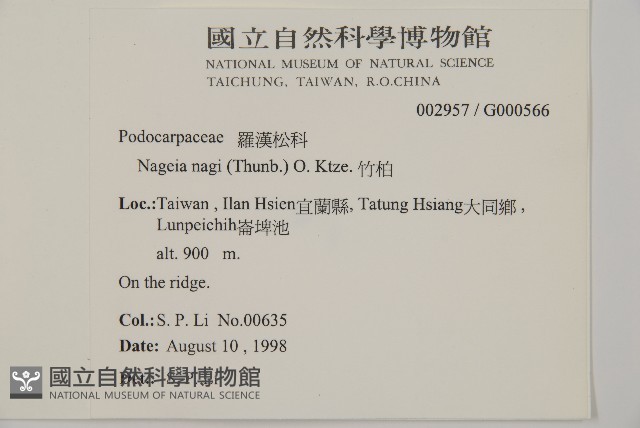 竹柏藏品圖，第2張
