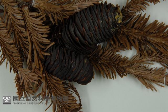 臺灣冷杉藏品圖，第3張