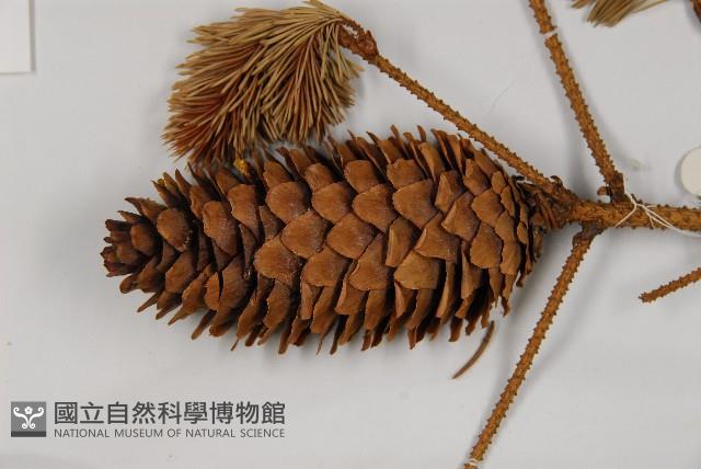 油麥吊雲杉藏品圖，第3張