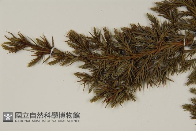 香青藏品圖，第3張