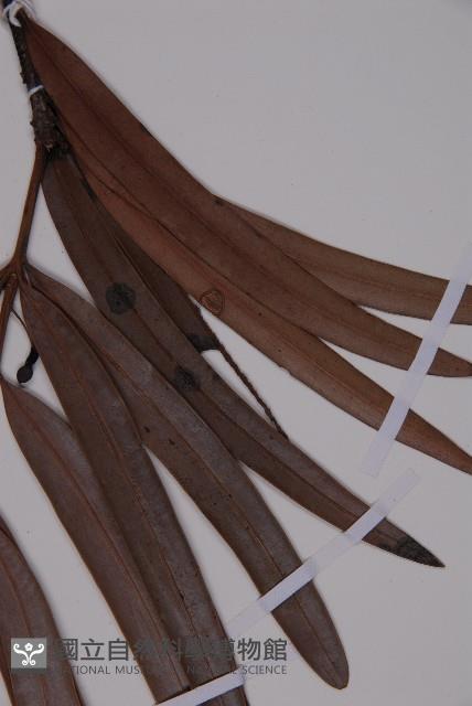 百日青藏品圖，第3張