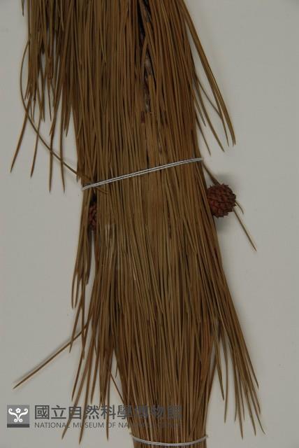 雲南松藏品圖，第3張