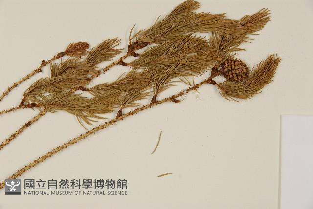 臺灣雲杉藏品圖，第3張