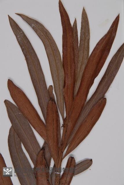 百日青藏品圖，第3張