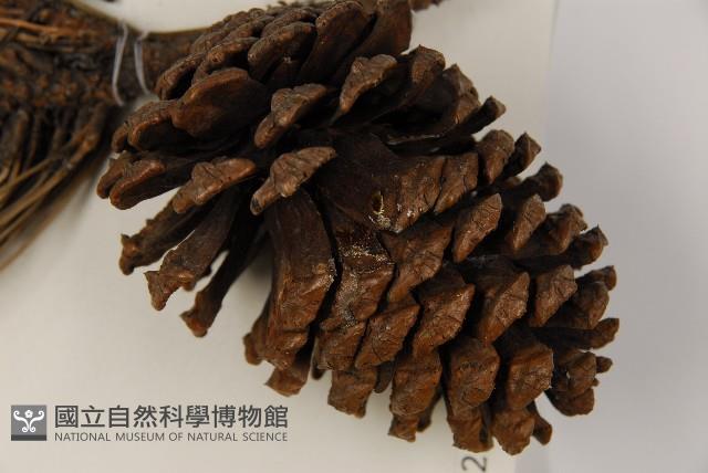 加拿利刺松藏品圖，第3張