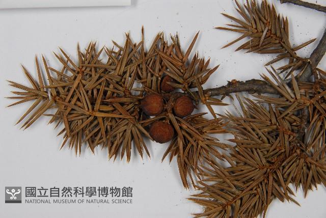 刺柏藏品圖，第3張