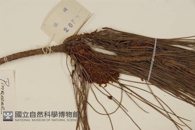 馬尾松藏品圖，第3張