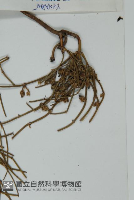 匍枝兩江麻黃藏品圖，第3張