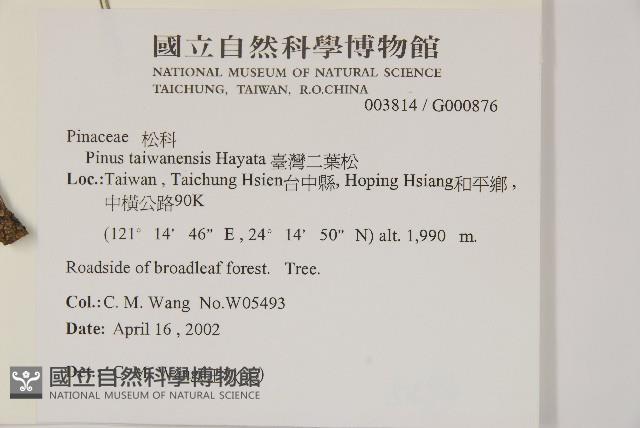 臺灣二葉松藏品圖，第2張