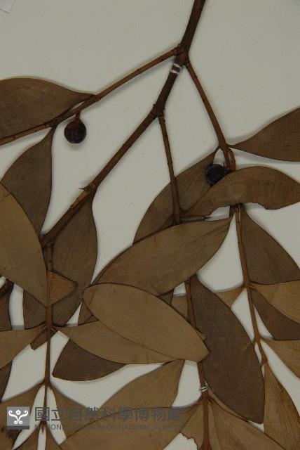 竹柏、南攻竹柏藏品圖，第3張