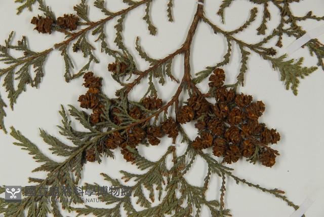 紅檜藏品圖，第3張