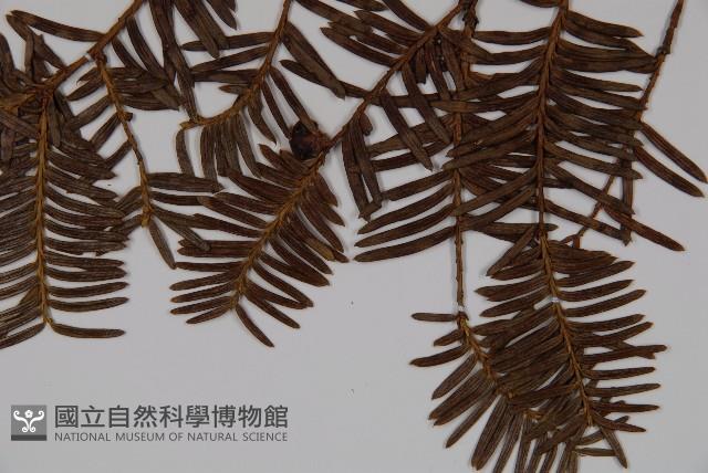 東北紅豆杉藏品圖，第3張