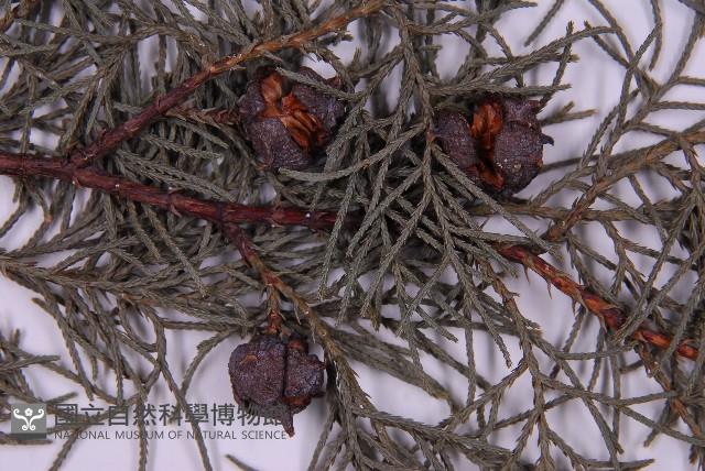 白粉柏藏品圖，第3張