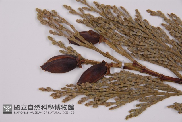 美國肖楠、香肖楠藏品圖，第3張