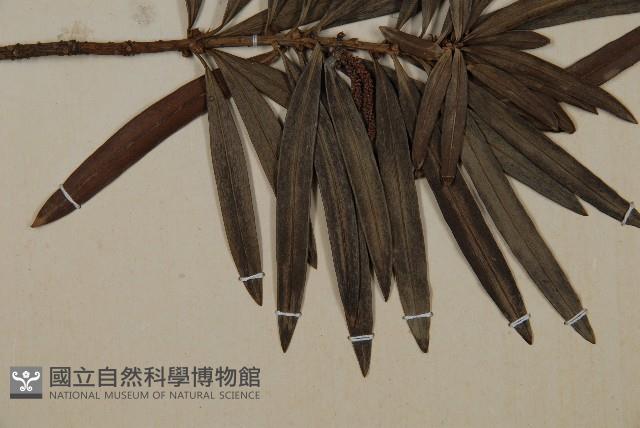 大葉羅漢松藏品圖，第3張