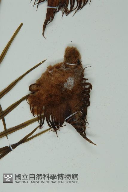 登錄號:G000976藏品圖，第3張