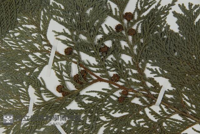 日本花柏藏品圖，第3張