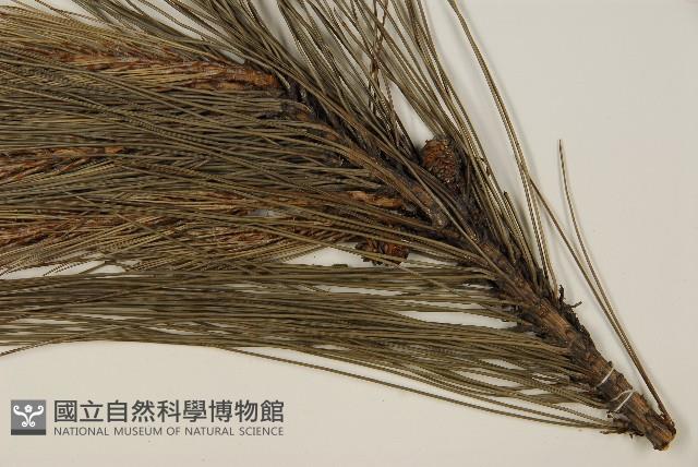 馬尾松藏品圖，第3張