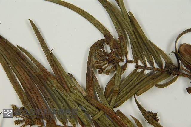 三尖杉藏品圖，第3張