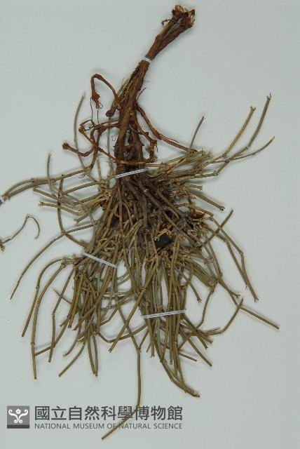 單子黃麻藏品圖，第3張