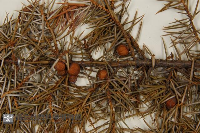 刺柏藏品圖，第3張