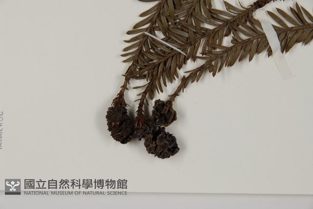 長葉世界爺藏品圖，第3張