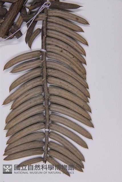 登錄號:G000556藏品圖，第3張