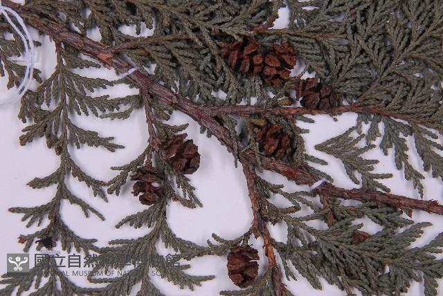 紅檜藏品圖，第3張