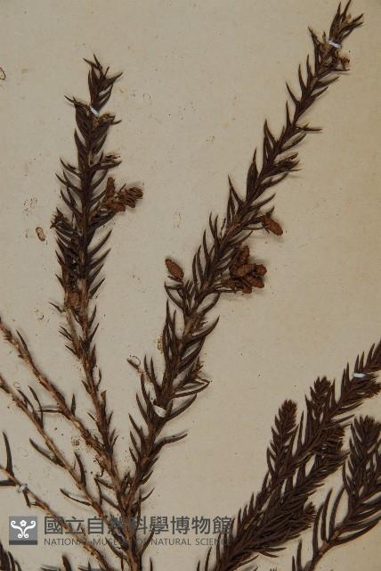 柳杉藏品圖，第3張