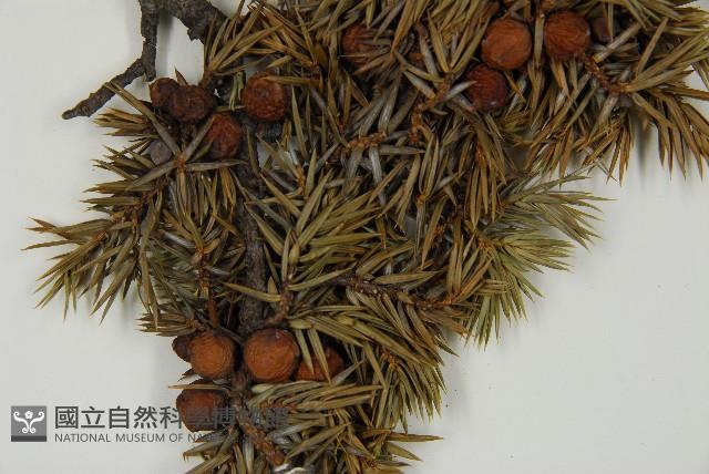 刺柏藏品圖，第3張