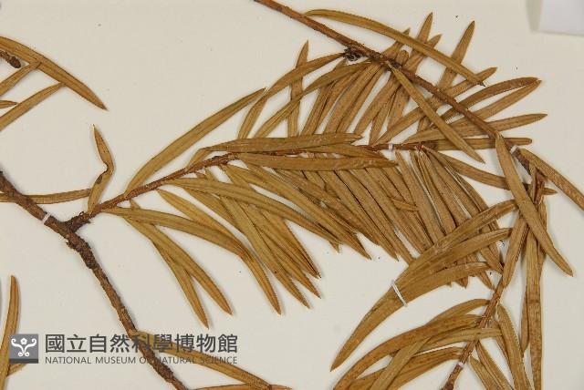 雲南油杉、杉松藏品圖，第3張