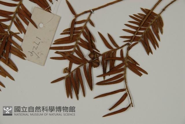 臺灣紅豆杉藏品圖，第3張