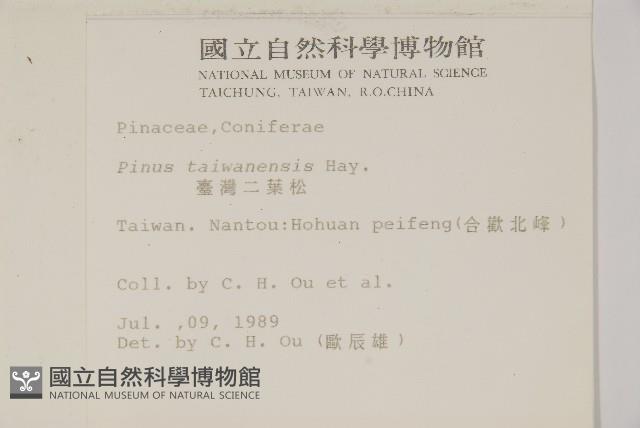 臺灣二葉松藏品圖，第2張